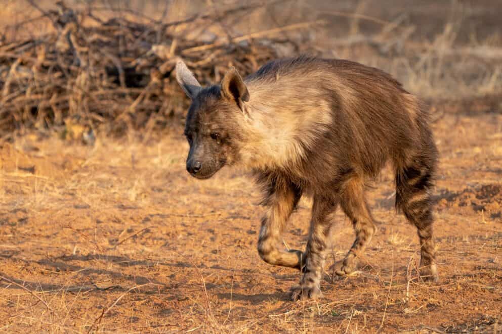 A brown hyena in search of small prey.