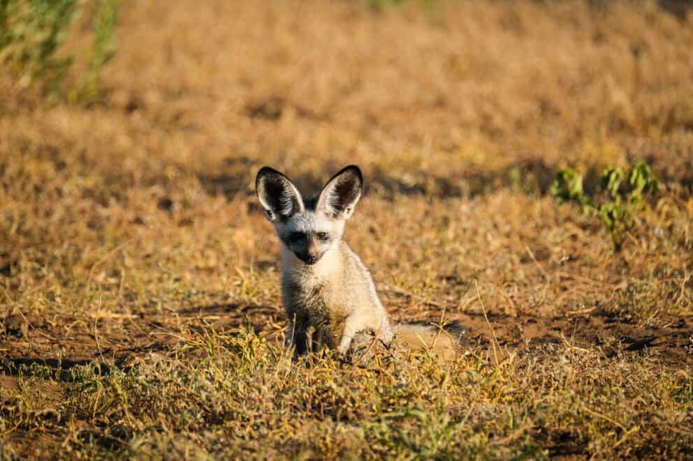 Bat-eared fox sunbathing outside its burrow.