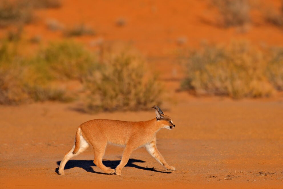 A Caracal, African lynx, walking across the red sand desert Kgalagadi, Botswana.