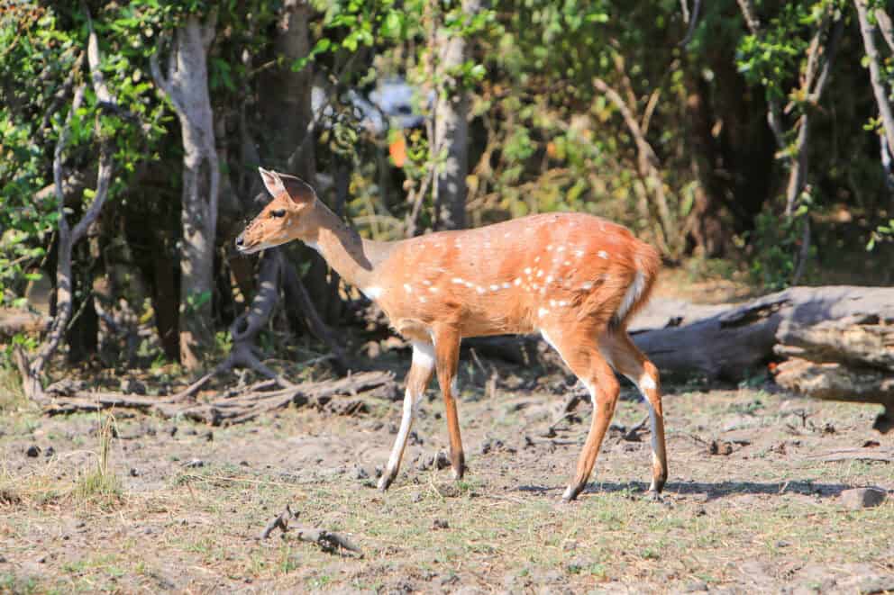 Chobe Bushbuck in Chobe National Park, Botswana. 