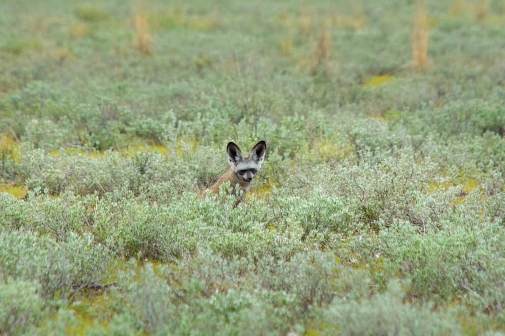 A bat-eared fox roaming through the tall grass of the Central Kalahar Game Reserve near Tau Pan, Botswana.