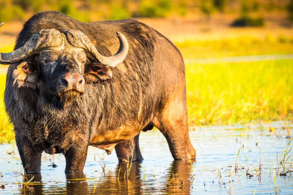 Buffalo in the Chobe National Park, Botswana.