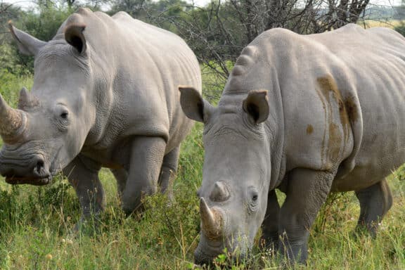 Rhino in Botswana.
