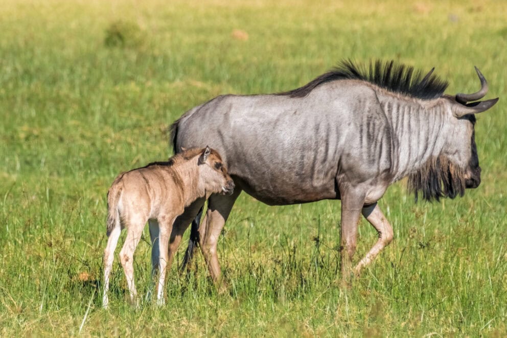 Wildebeest mother with her calf in the Okavango Delta, Botswana.