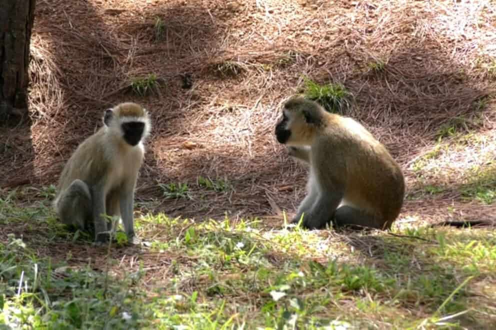 Vervet monkeys foraging for food at The Retreat by Heaven, Rwanda.