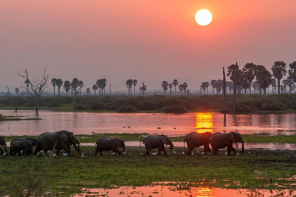 Nyerere National Park at sunset. Nyerere is one of the best