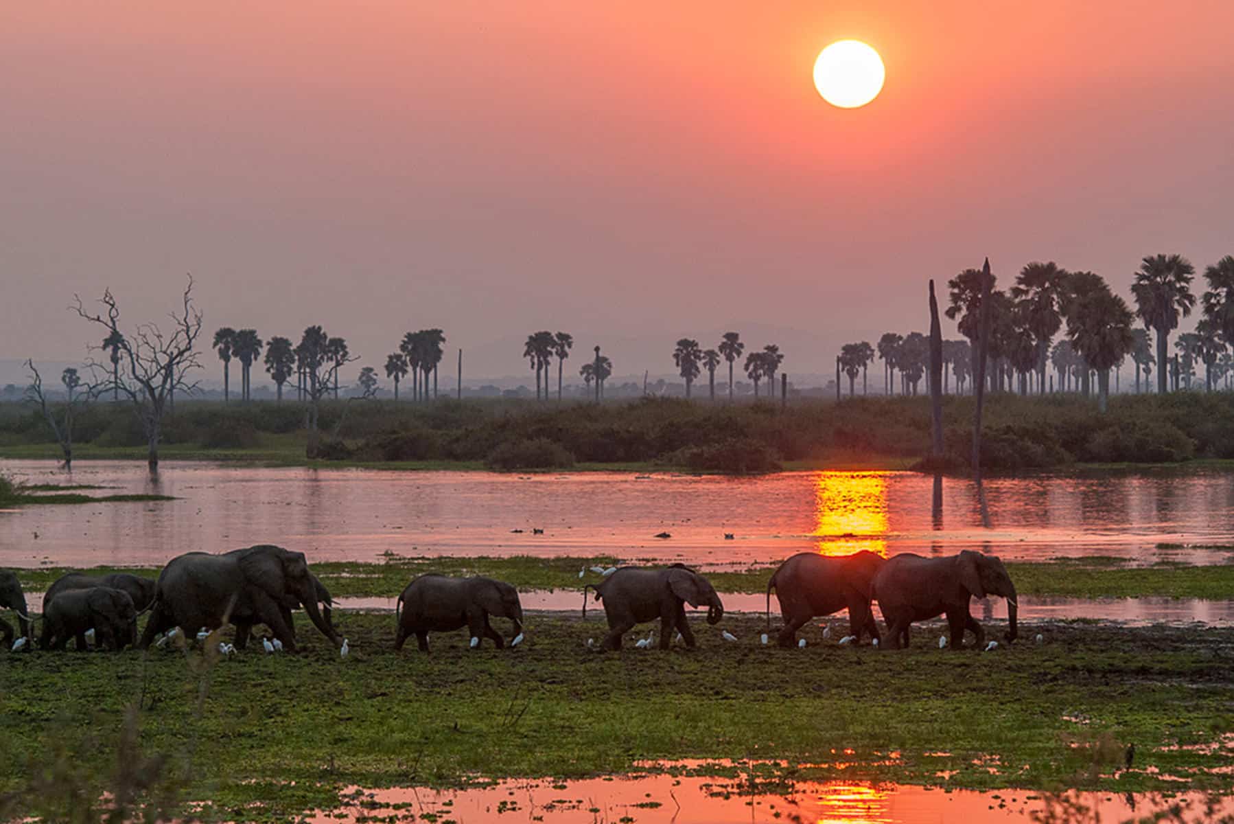 Nyerere National Park at sunset. Nyerere is one of the best