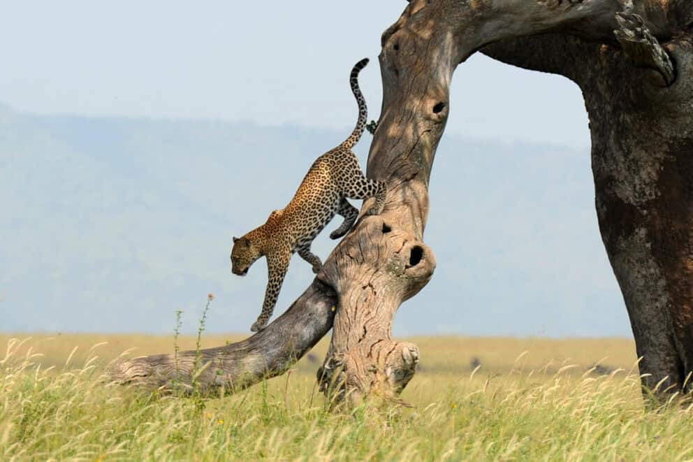 A leopard climbing down a tree trunk near Songa Tented Camp in the Seregeti, Tanzania.