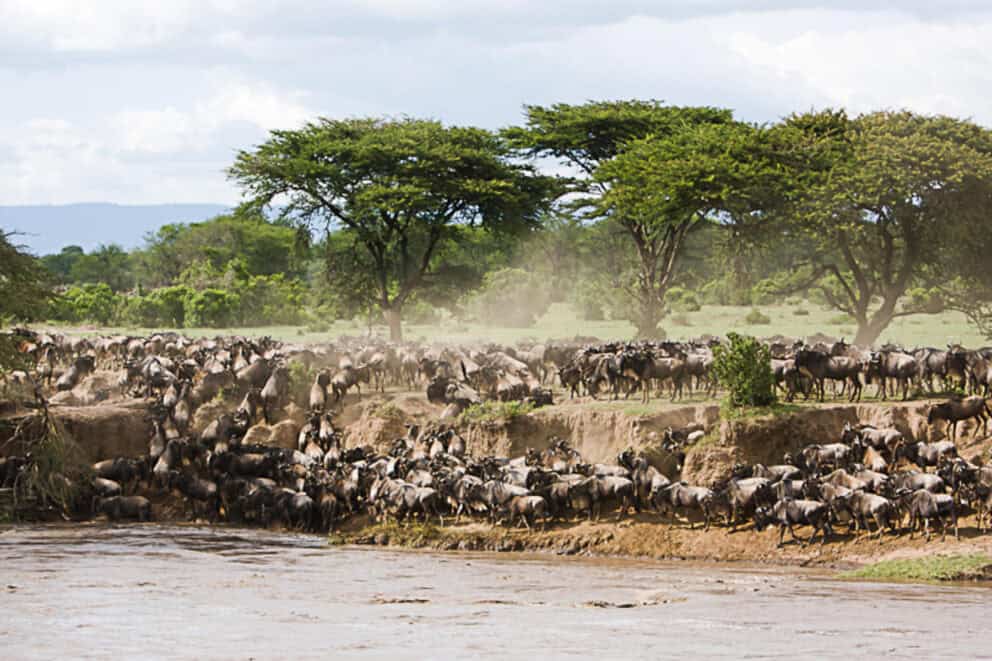 A large herd of wildebeest prepares to cross the Mara river during the Great Migration | Photo credit: Songa Tented Camp