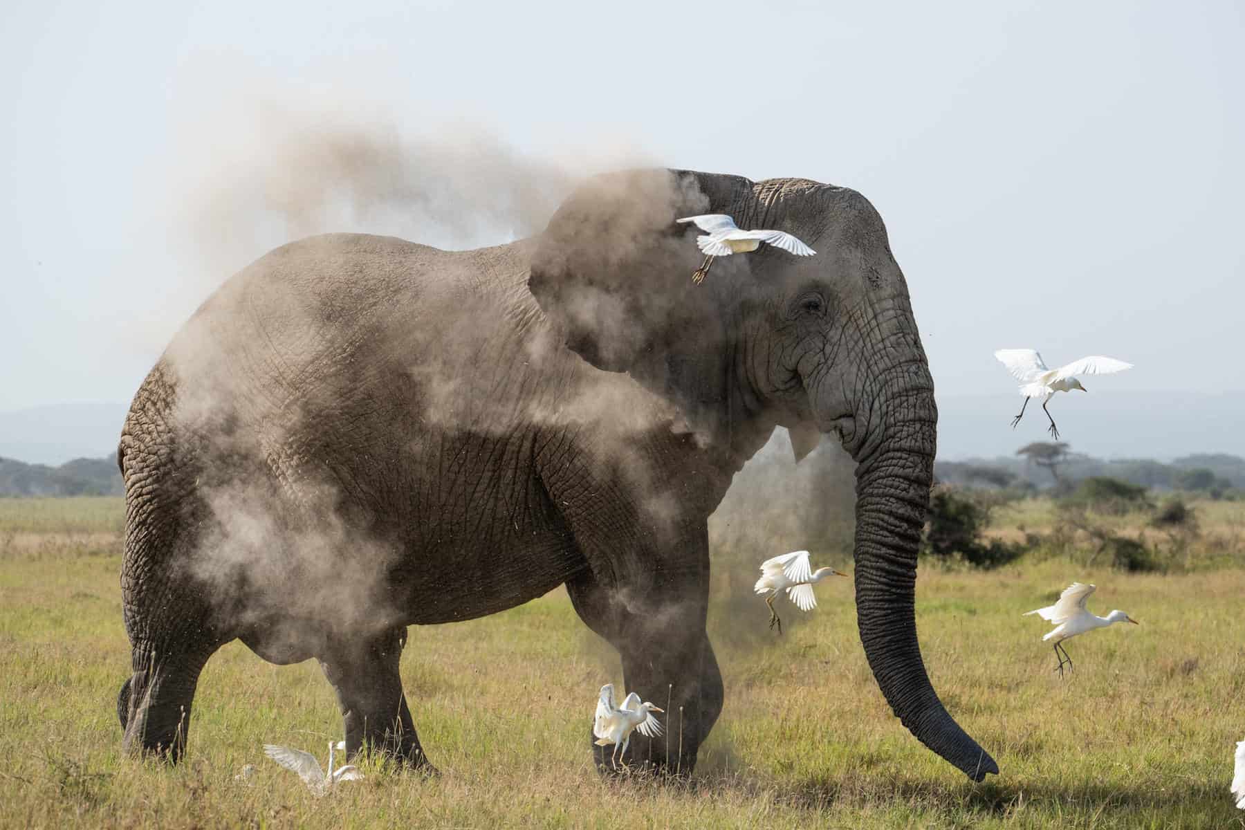 An elephant in Amboseli, Kenya as seen on safari