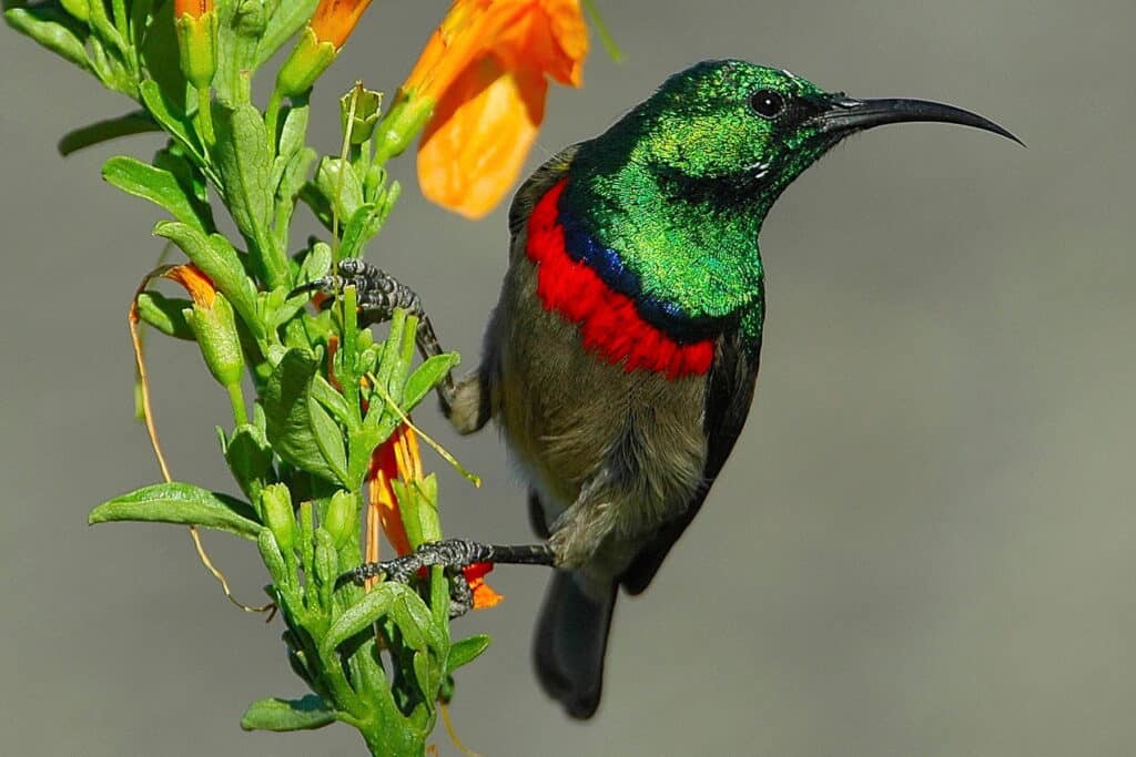 A sunbird perched on a green plant