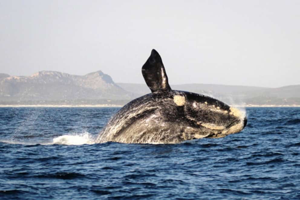 A southern right whale breaching in the waters of Grootbos. Which can be seen on a ocean safari