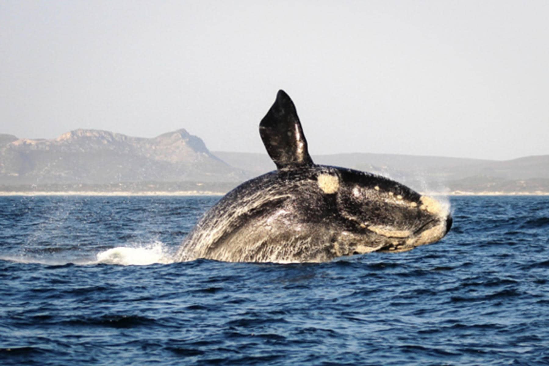 A southern right whale breaching in the waters of Grootbos. Which can be seen on a ocean safari