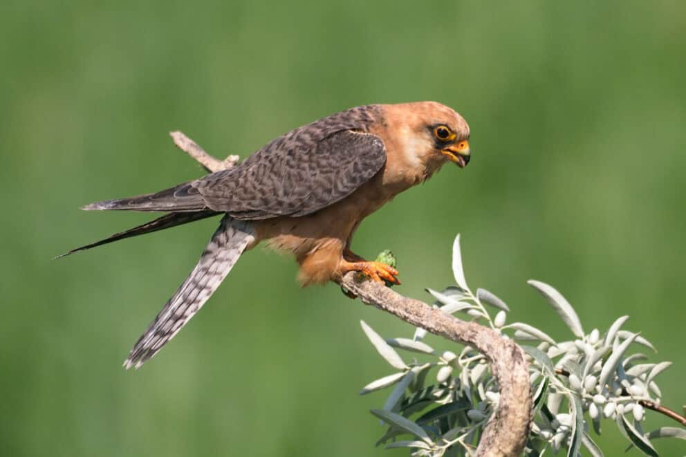 Red-footed falcon perched on a branch.