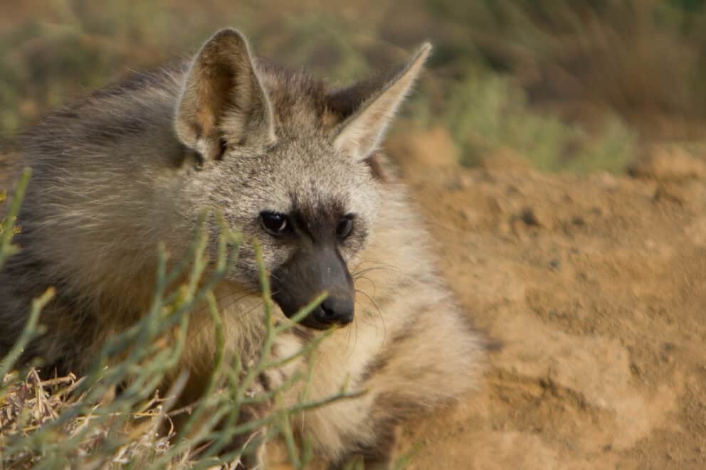 Aardwolf laying down.