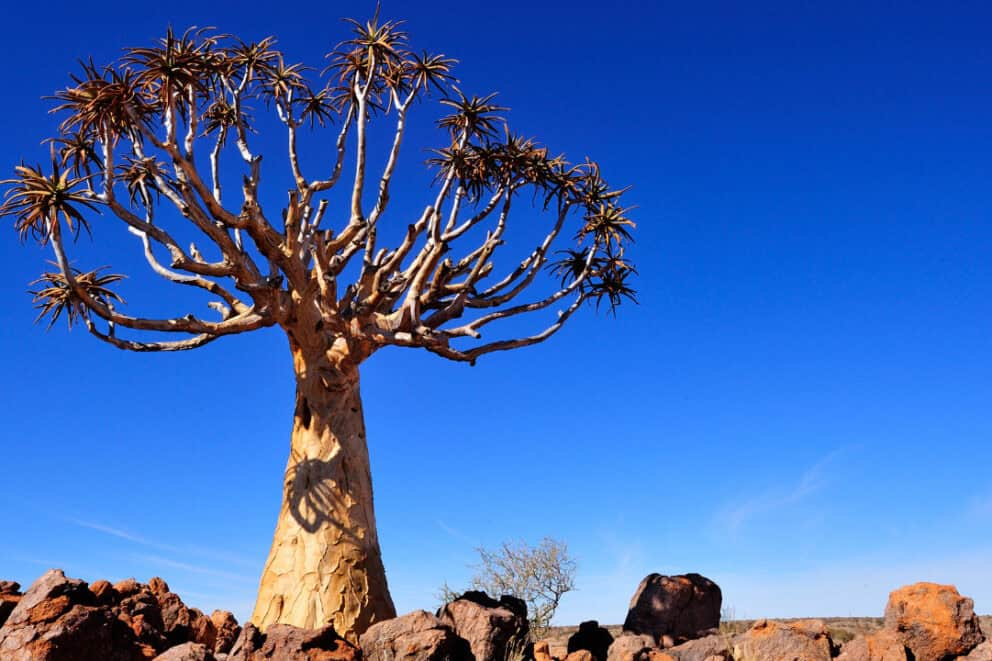 Quiver tree in Augrabies National Park.