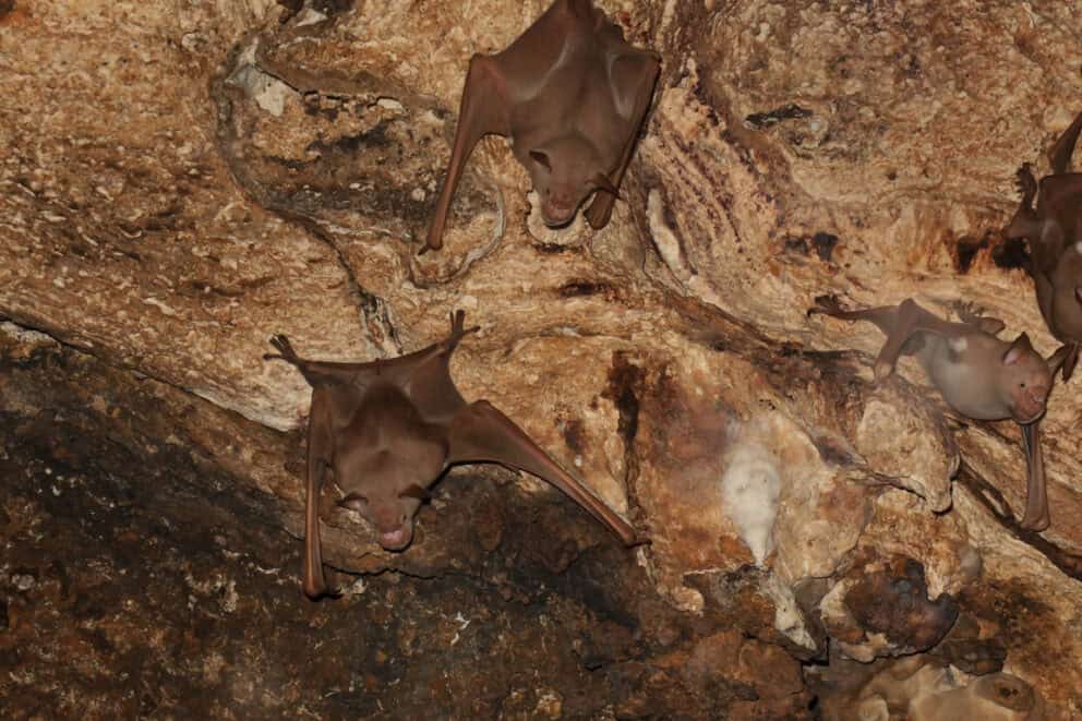 Bat colony in Gcwihaba Caves, Botswana.