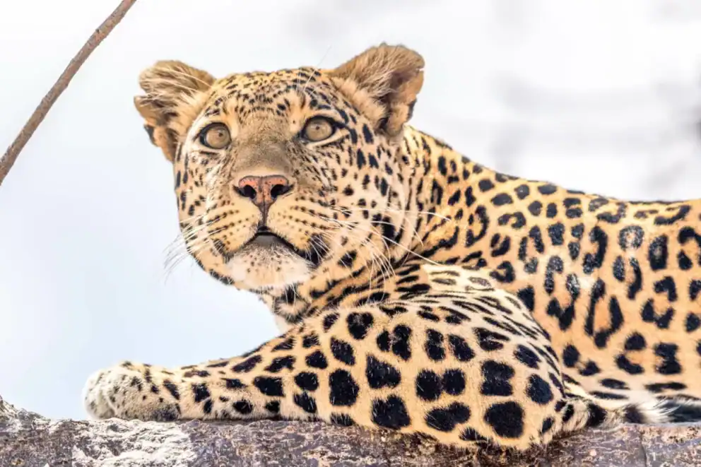 Close up of a leopard during shoulder season travel
