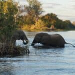 Elephants,Near,Victoria,Falls,On,Zambezi,River. | Photo: Chundukwa River Lodge