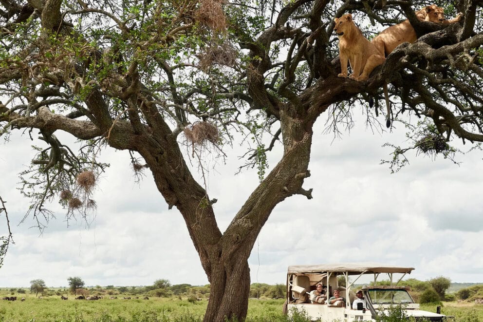 Game drive spotting lions in a tree in Tanzania's Serengeti, one of the best safaris in Africa