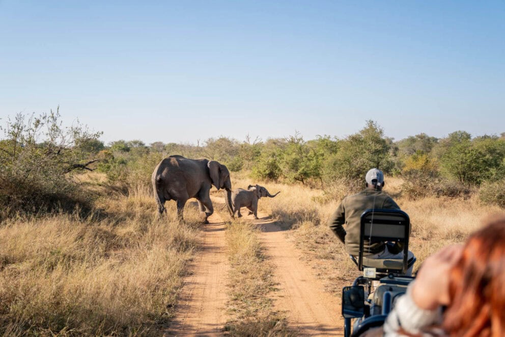 Tourists in a parked safari vehicle observing an elephant and her calf in distance crossing the dirt road track in the bush at Walkers Plains, Timbavati Private Nature Reserve.