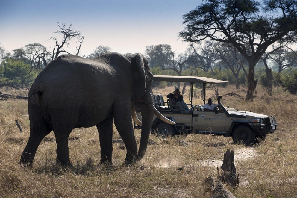 Elephant spotted on a safari in Botswana