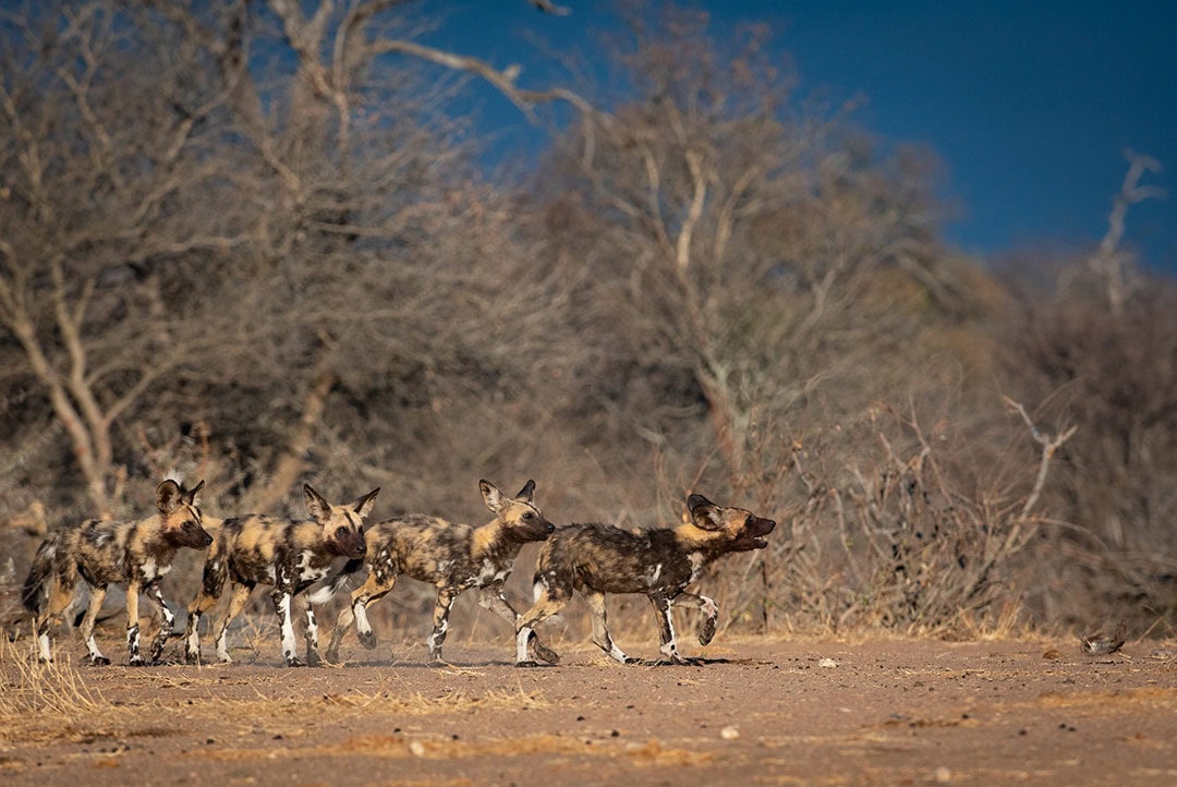 African wild dogs roaming across the Timbabvati landscape near Tanda Tula, South Africa.