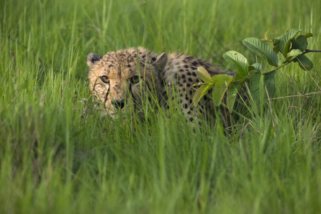 Cheetah watching from the grass in Bangweulu Wetlands, Zambia. Photo: Andrew Beck