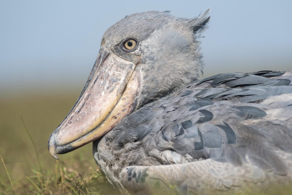 A Shoebill resting in the grass at Shoebill Island Lodge, Zambia.