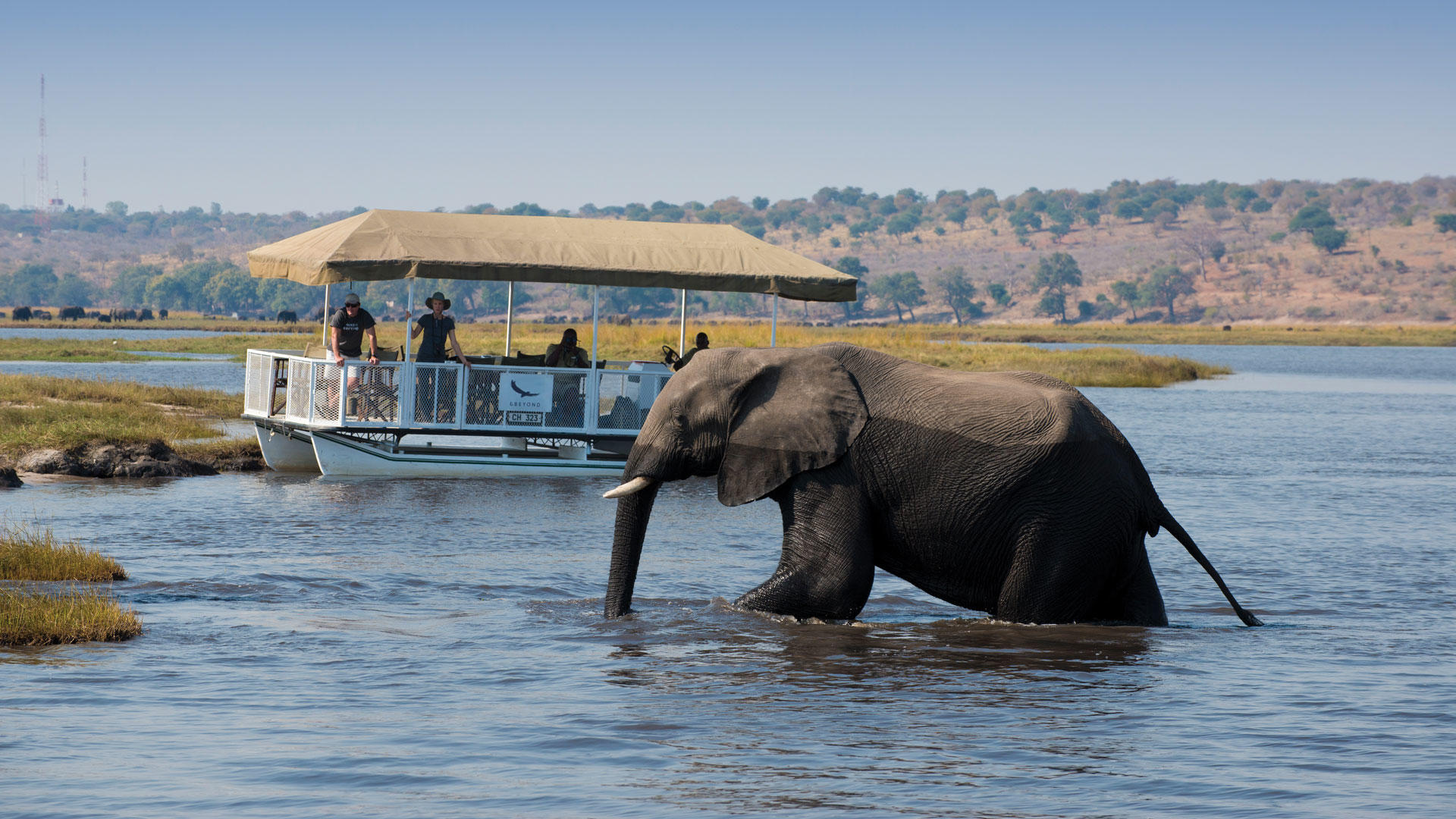 A boat safari observes an elephant in the Chobe river, Botswana.