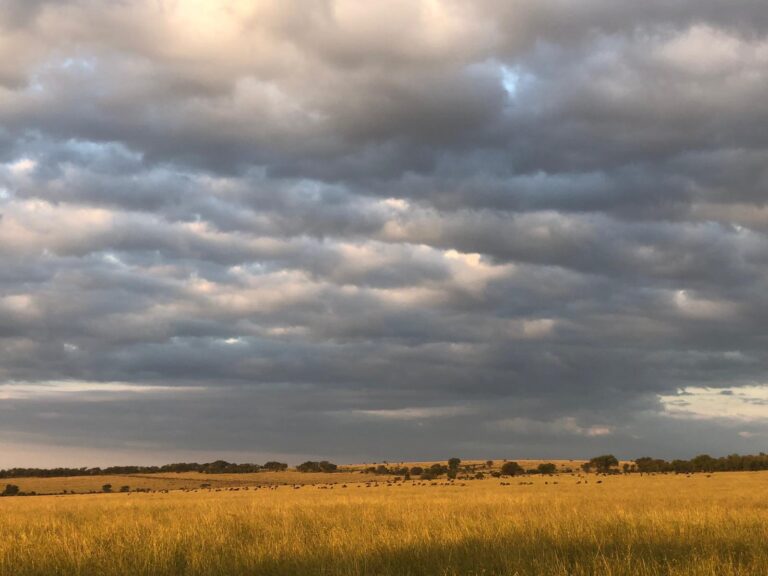 Wildlife in the distance at Nasikia Mobile Migration Camp, Tanzania.