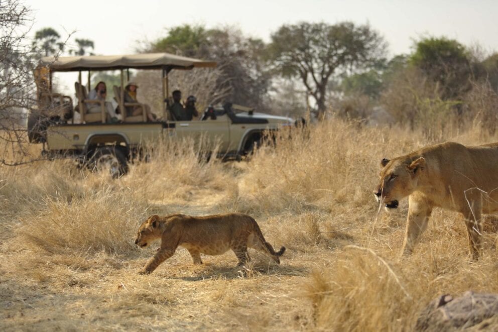 Guests on a game drive in a safari vehicle observing a lioness and her cub roaming across the open plains near Ikuka Safari Camp in Ruaha National Park, Tanzania.