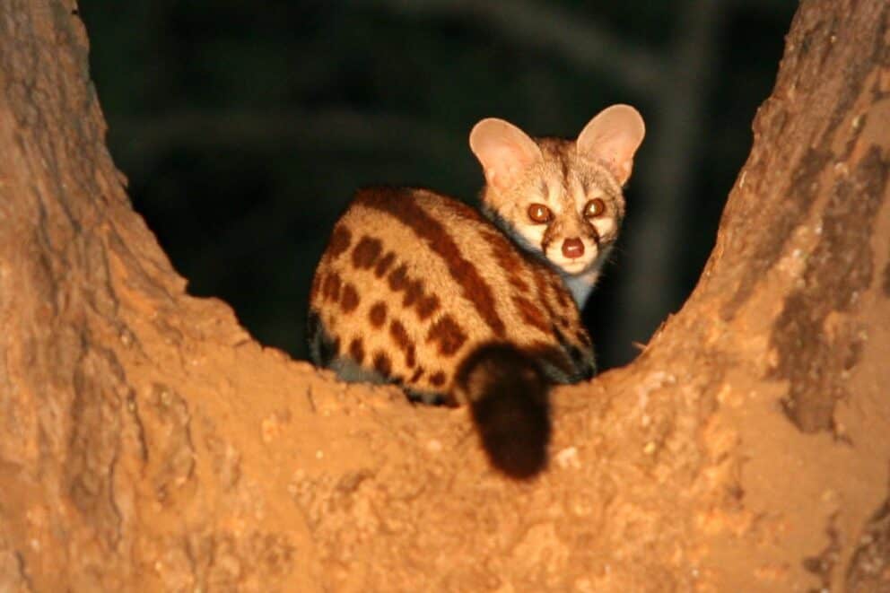 A large-spotted genet.