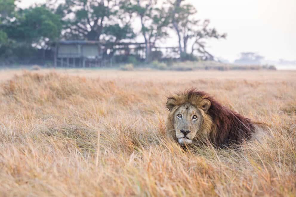 A lion sitting in tall grass. Talk to our safari experts to find out where to go to see lions in Africa