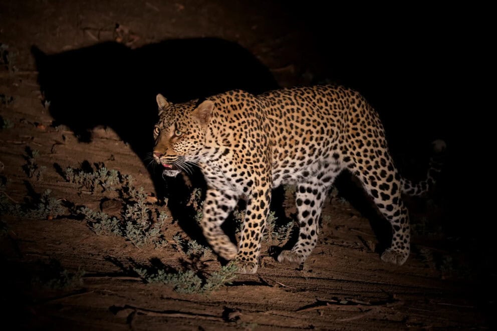 A leopard spotted on a night game drive at Flatdogs Camp, Zambia.