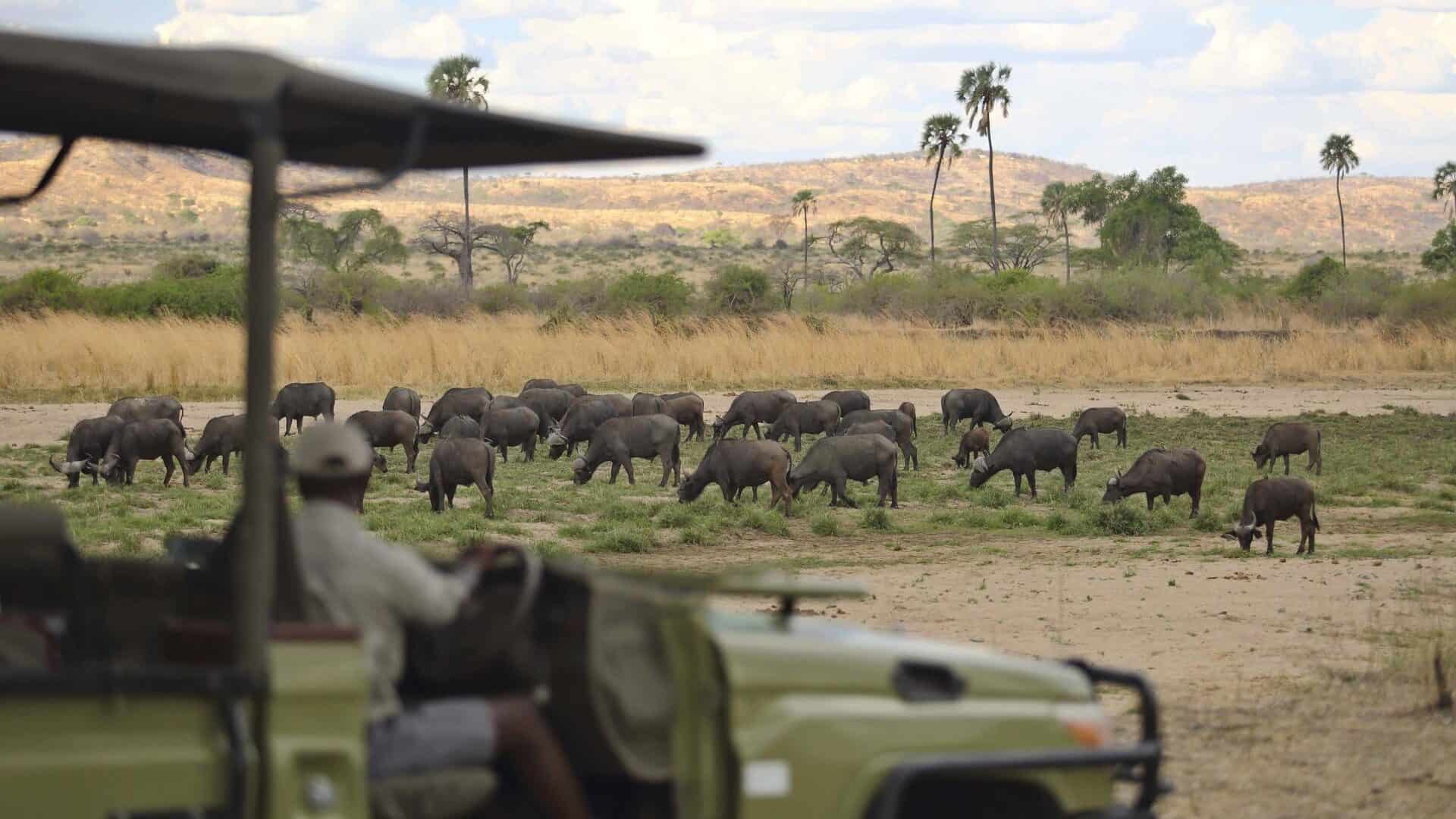 Nyerere (Selous) & Ruaha safari