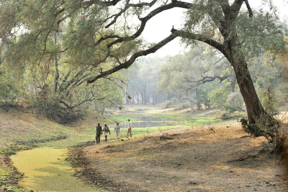 Tourists on a guided bush walk walking along a riverbank under ancient trees at Chiawa Camp, Zambia.