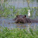 A group of hippopotamus (Hippopotamus amphibius) lounge in the Chobe River. A Great Egret (Ardea alba) stands on the back of one.