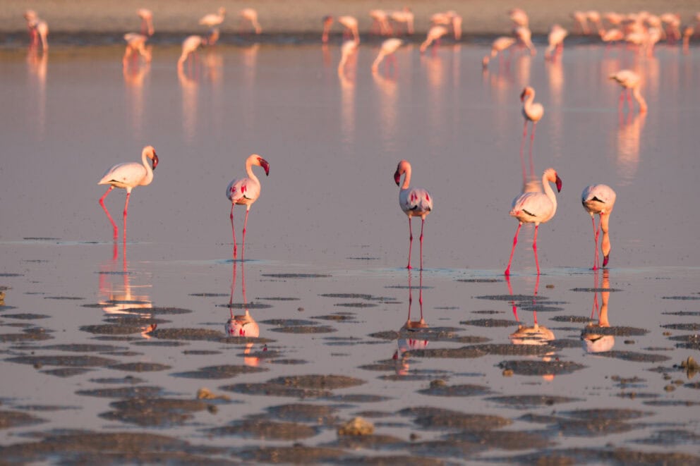 Flamingos in the Makgadikgadi Pans, Botswana