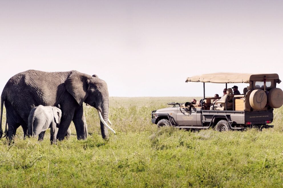 Game drive observing an elephant | Photo credit: One Nature Nyaruswiga