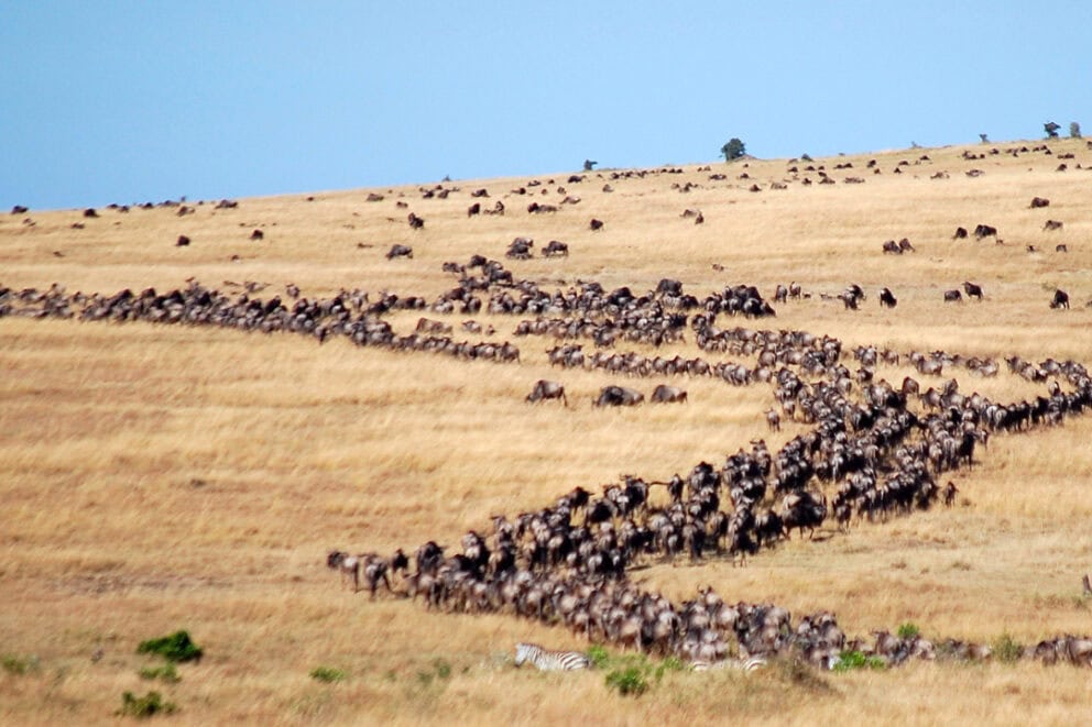 The annual Great Migration of wildebeest.
