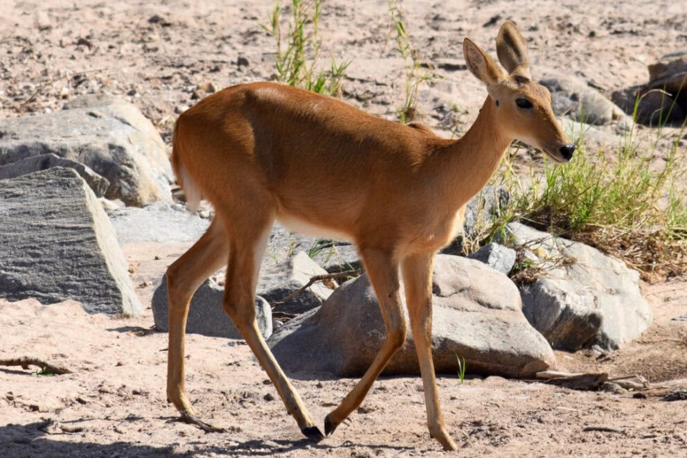 Female puku roaming.