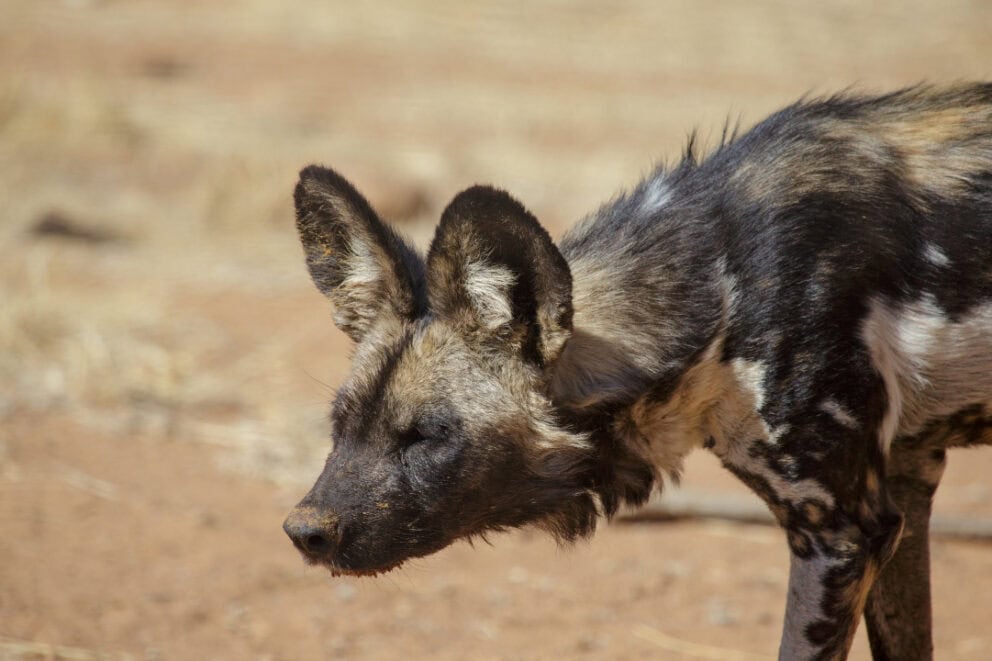 African wild dog in Namibia.