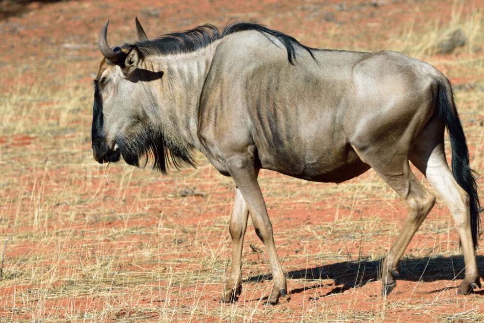 Blue wildebeest in Namibia.