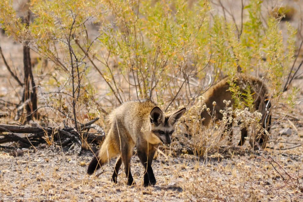 Bat-eared fox in Etosha National Park, Namibia.