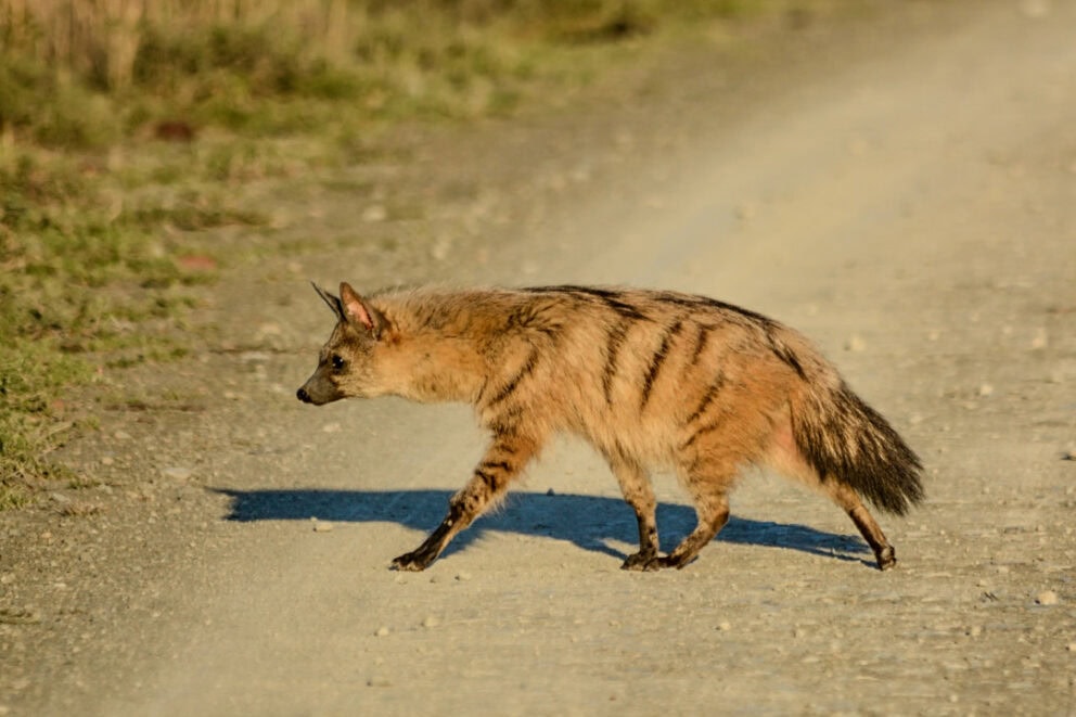 Aardwolf at dusk.
