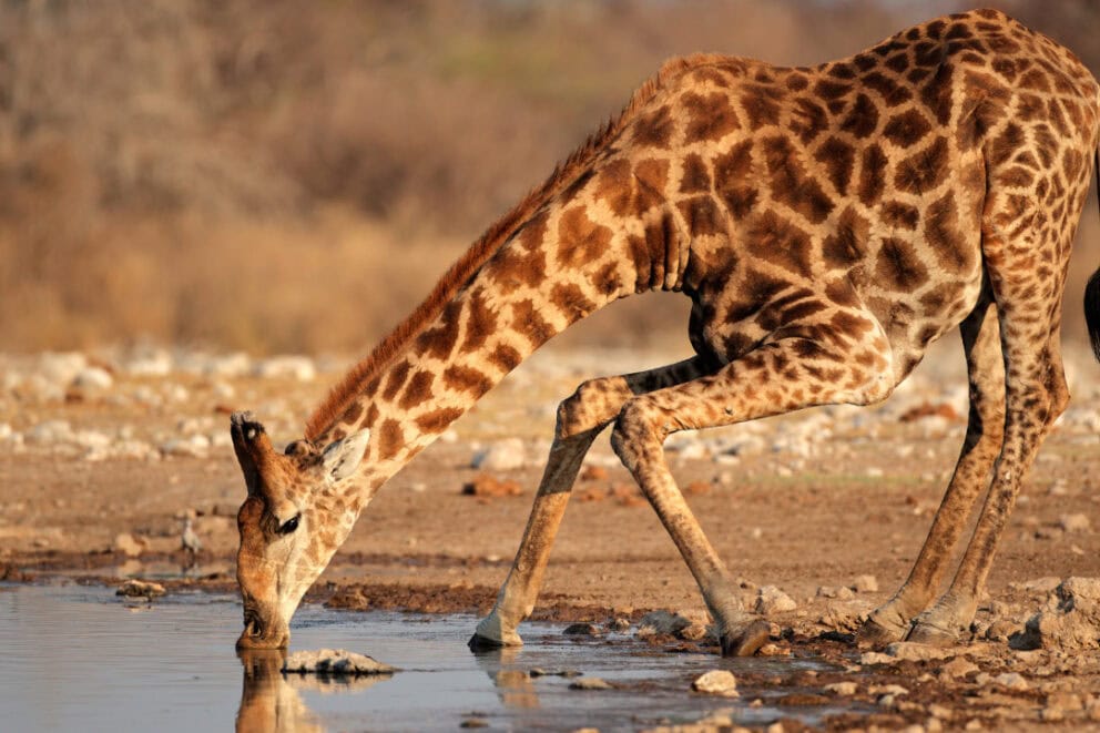 Giraffe drinking water in Etosha National Park, Namibia.