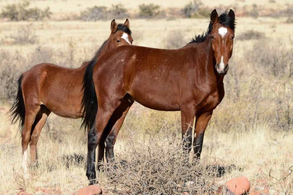 Wild horses in Namibia.