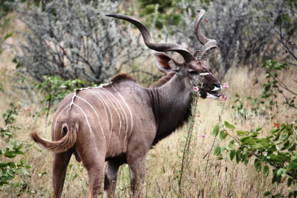 Kudu feeding in Etosha National Park, Namibia.