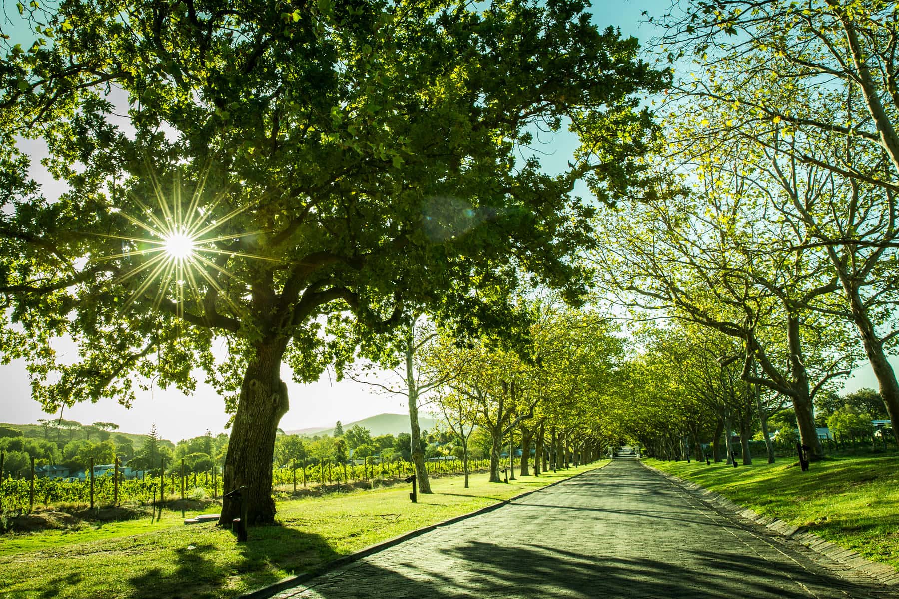 Lanzerac, near Stellenbosch South Africa